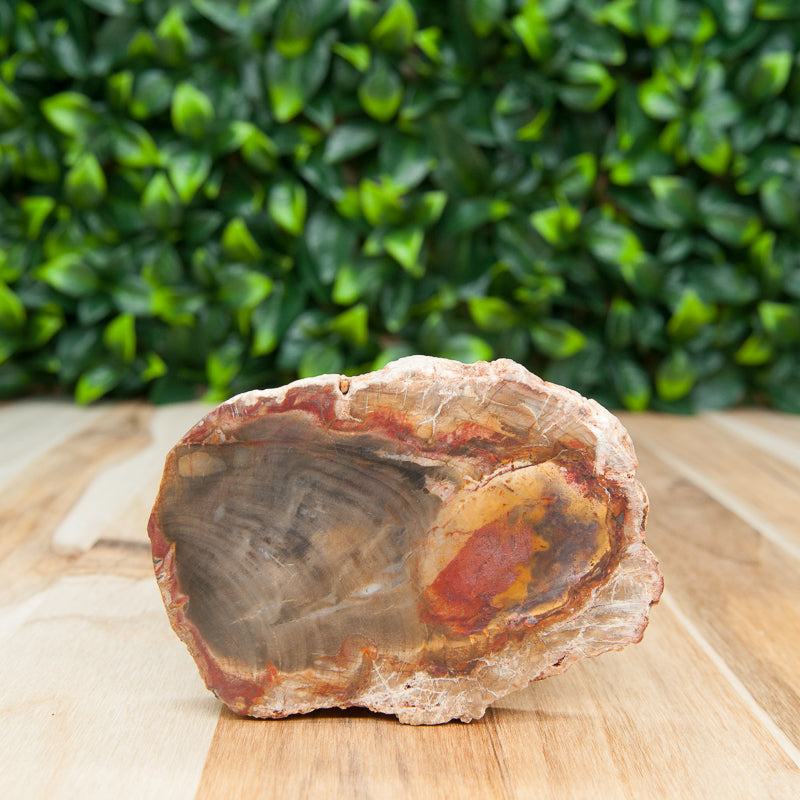 Picture of petrified wood slab