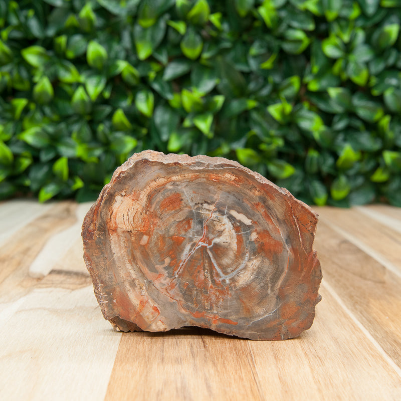 Picture of petrified wood slab