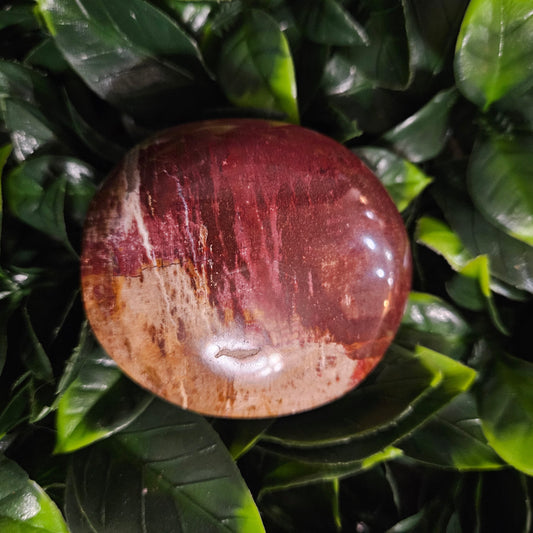 Petrified Wood Palm