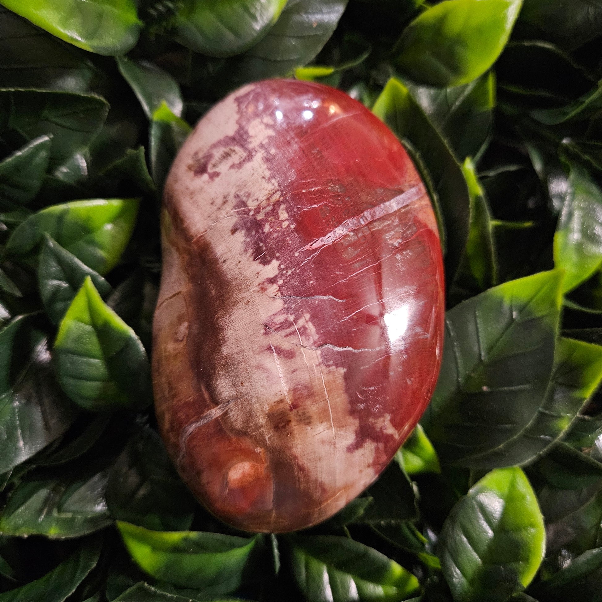 Petrified Wood Palm